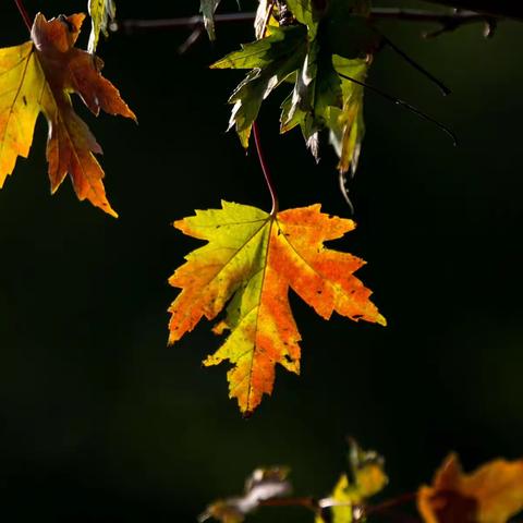 携一程秋色，与你在冬相逢。