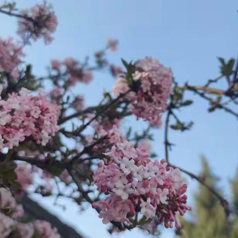 裴家台村幼儿园一周工作剪影