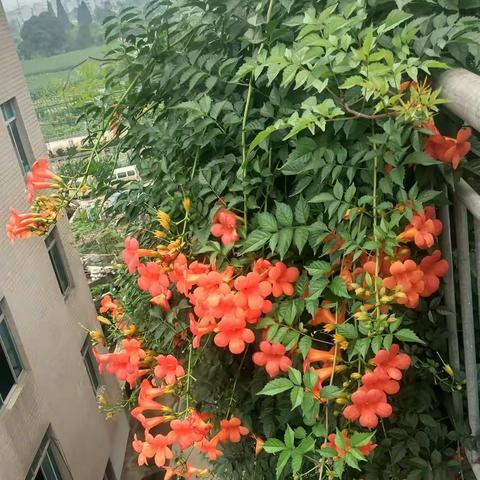 蒋氏兄弟再聚梦桐园!