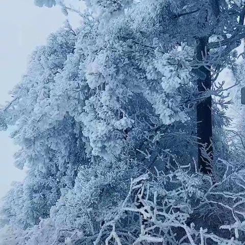 2021.2.26河南老君山雪景～来自抖音“河南老君山”直播录屏