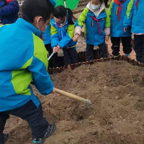 我劳动 我快乐——记石棉县希望小学二年级（3）班劳动基地种植活动