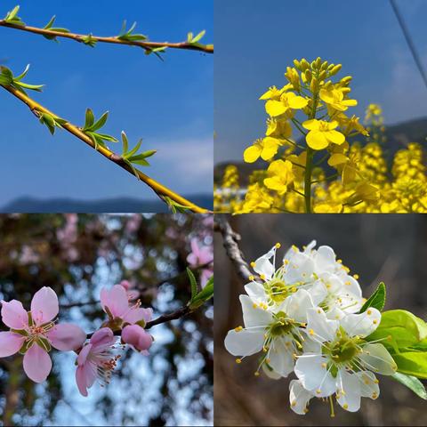 相逢植树节，爱在春天里——南山小学植树节主题活动