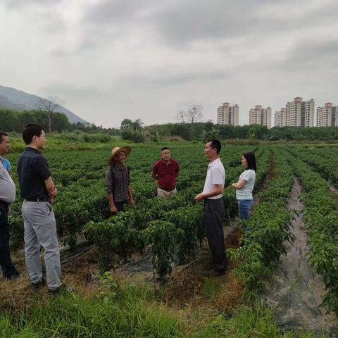 市热科院赴白沙邦溪镇大米村委会开展科技下乡农业种植科技培训