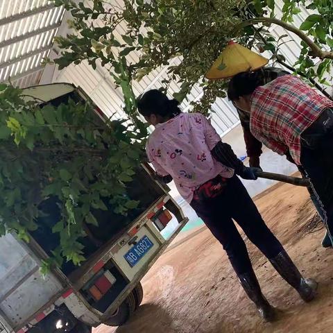 市热科院赴琼海引进热带水果新品种