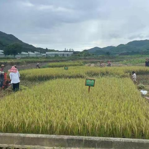 五指山市农技中心技术人员到省级耕地质量监测点进行作物产量汇总的收割工作