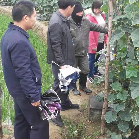 五指山市农技中心组织农技人员下乡指导农作物防寒御寒工作