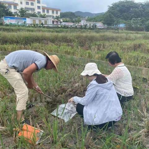 五指山市农技中心技术人员到县级耕地质量监测点进行土壤样品的采集工作