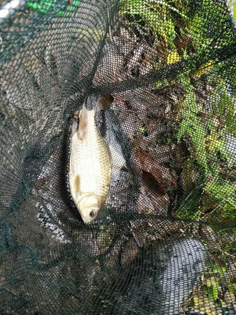 再钓平昌蒙溪河