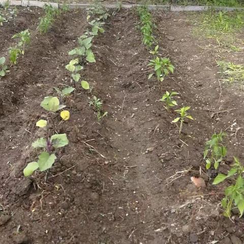 《我们校园有块“田”，“小小菜农”忙耕种》一一兴中小学开展种植劳动教育实践活动