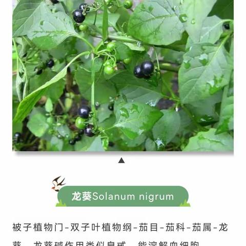 认识常见的植物，回忆儿时的趣味
