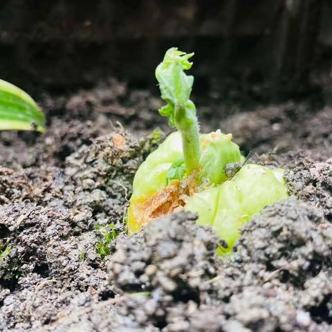 《佛手瓜发芽了🌱》