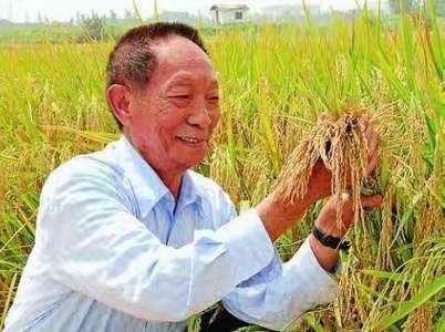 “禾下乘凉，弥漫米香”——莱州市教育路小区幼儿园中二班节约粮食杜绝浪费缅怀袁隆平爷爷主题活动