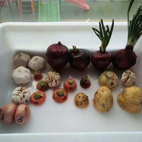 水培植物的生长！