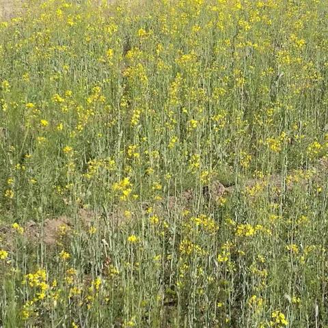 人间四月芳菲始，踏青赏花正当时