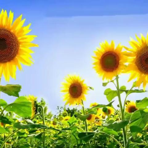 时光有你 记忆留夏——南皮县第三幼儿园毕业微视频