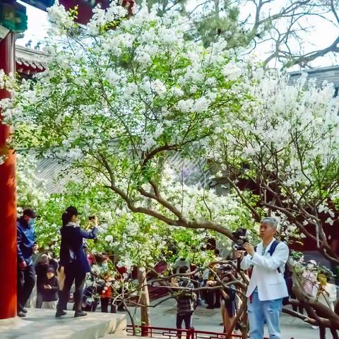 法源寺的丁香花——“一座法源寺,半部中国史”,带你走进北京最古老的寺庙 - 法源寺