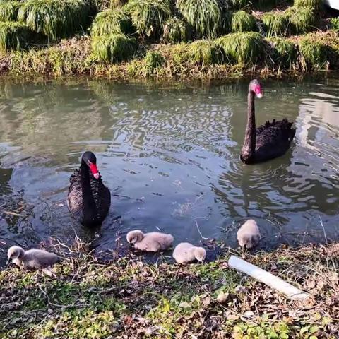河南经济贸易技师学院 21 春幼 1—美化校园