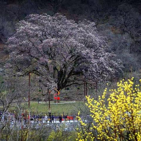 陕西黑河国家森林公园关于2022年玉兰文化旅游节相关情况的通告