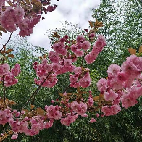 樱花林艳惹人醉——走进黑河国家森林公园主题景区