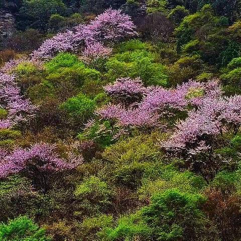 紫荆花海美如画——走进黑河国家森林公园主题景区