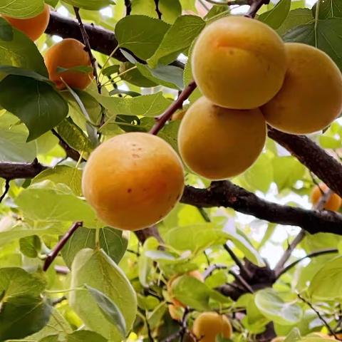 桃李春风 ，三十而立