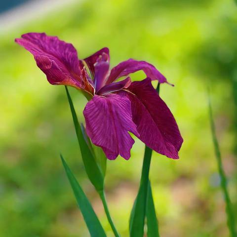 人 生 最 美 是 小 满