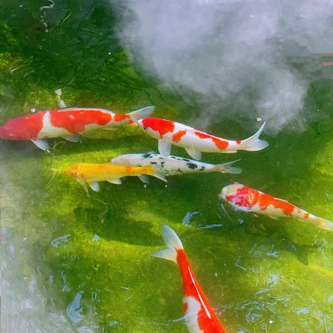 锦 鲤 的 美 丽 传 说