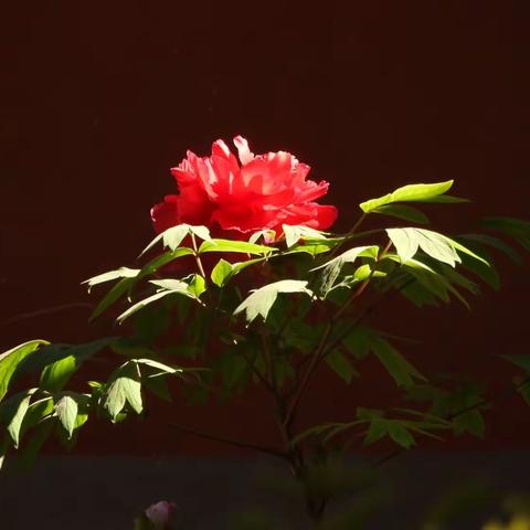 唯有牡丹真国色，花开时节动京城。