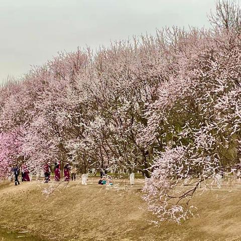 花海漫步【奥森北园桃花谷】