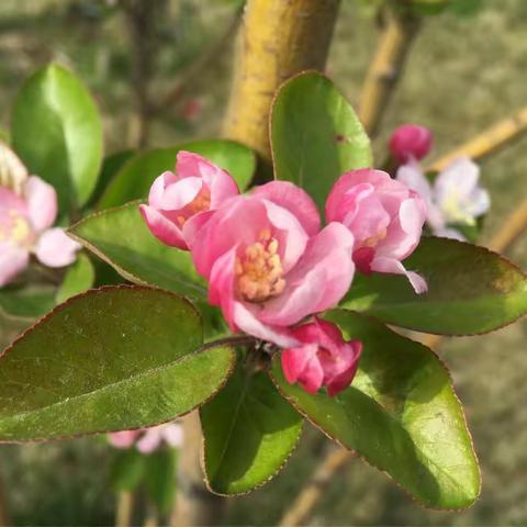 花(随拍)