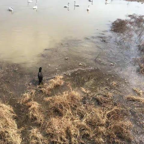 美丽天鹅湖