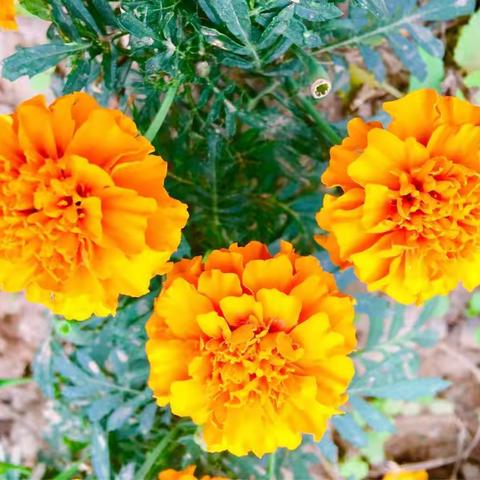 孔雀草