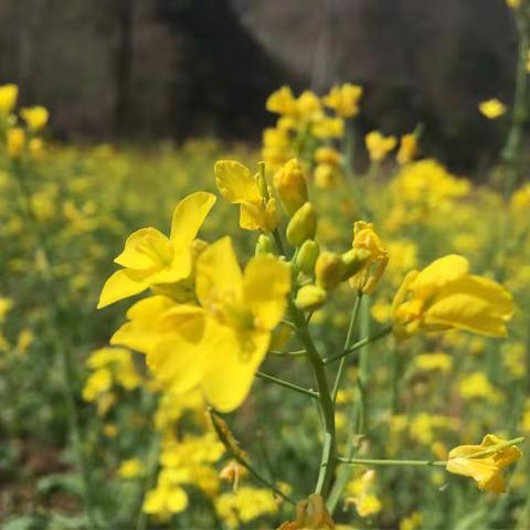 花(随拍)