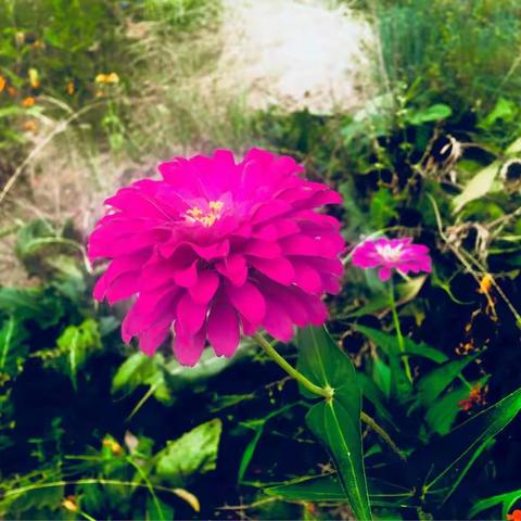 百花争艳—好看吗？来猜猜这些是什么花呢？