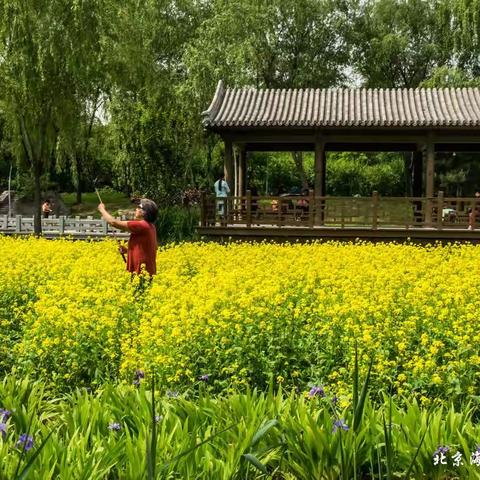 北京海淀巴沟山水园油菜花