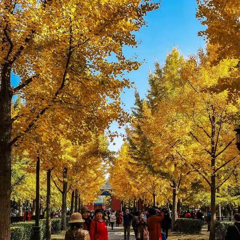 2022北京地坛公园秋色