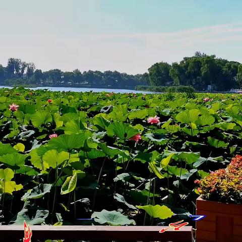 赏荷游北京西海湿地公园（积水潭）