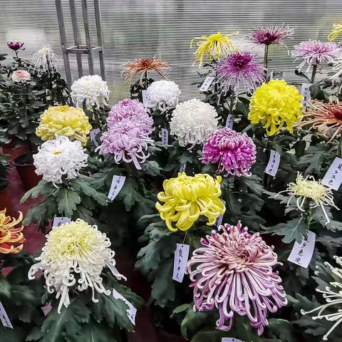 2022北海公园菊展（2）
