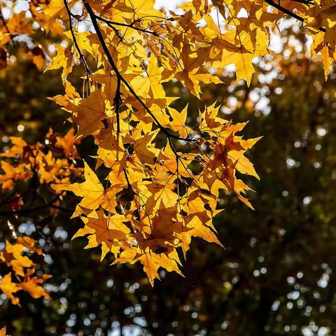 2022奥林匹克森林公园秋色（3）