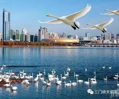 三门峡京环｜持续推进陕州区“首善要求，首都标准”环卫作业模式