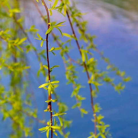 【红岩小学四年一班】“多彩课堂，缔造希望”线上教学活动