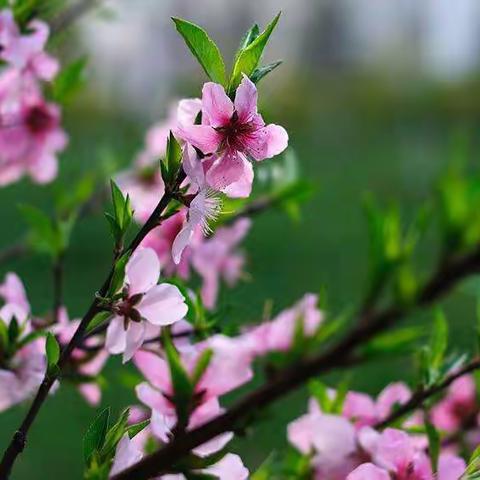 学习“校园篇”  同心战“疫”  重返校园