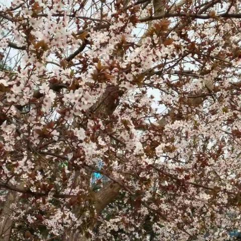 壁立千仞，无欲则刚——昌乐新城中学