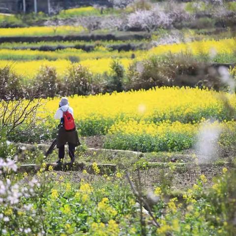 春天气息，四月天应该是花浪喷涌，蔷薇、月季又登场！