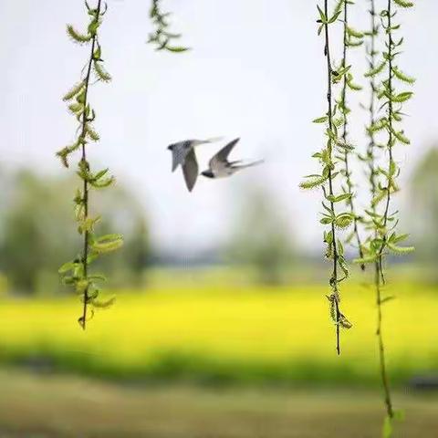 以教研促教学，抗疫情提质量—齐都实验学校九年级道德与法治组