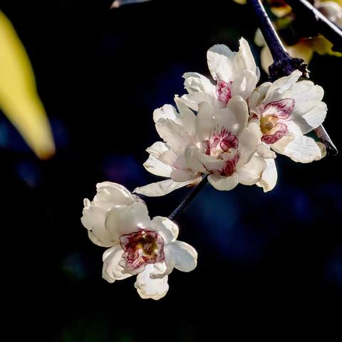 梅蕊腊前破，梅花年后多