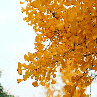 美丽青山我的家 501班常可馨（31）