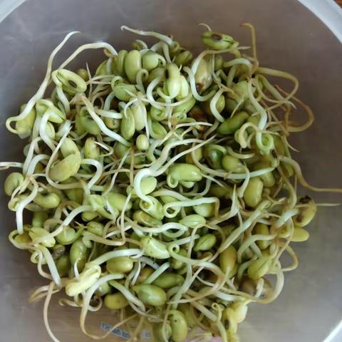 二年级六班于严栋的“微种植”活动——生豆芽