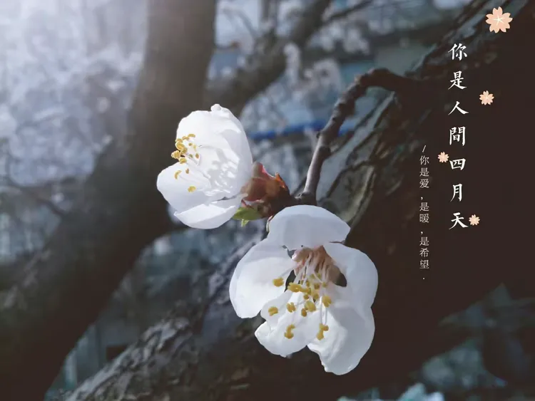 你是人间的四月天