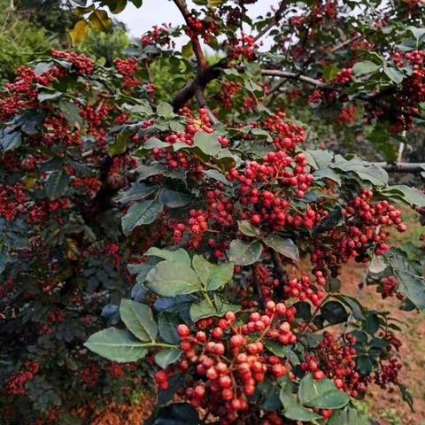 建设精品花椒园 植好“一片林”           ——蔡家坡镇万亩花椒园区